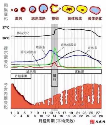  什么叫生理期「什么叫生理期紊乱」