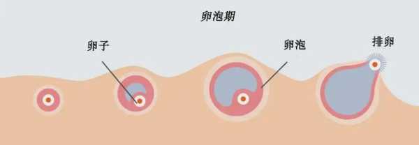 排卵为什么不怀孕_排卵不怀孕的原因是什么