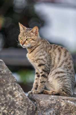 狸花猫辟邪还是招邪-狸猫是什么猫