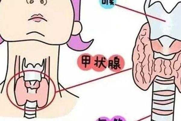 甲状腺有什么危害（甲状腺有什么危害性和严重性）