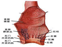 肛门乳头瘤是什么病疼 肛门乳头瘤是什么