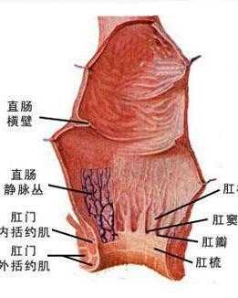 肛门乳头瘤是什么病疼 肛门乳头瘤是什么