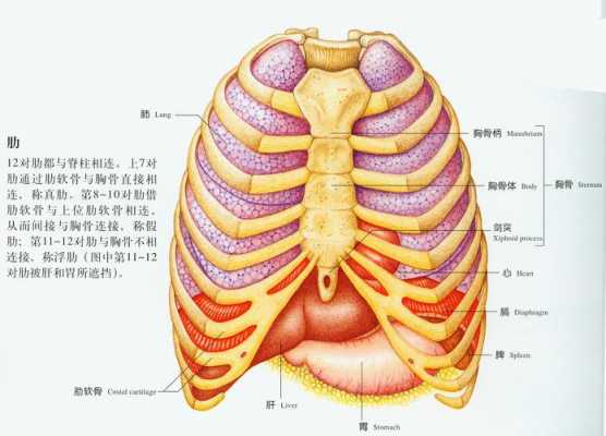  什么是胸肋骨「胸肋骨是哪个部位图片」