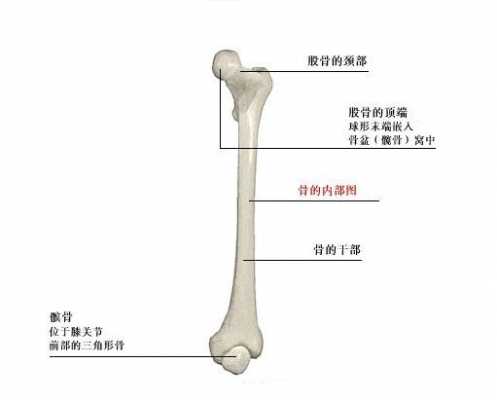 大腿骨的名称-大腿叫什么骨