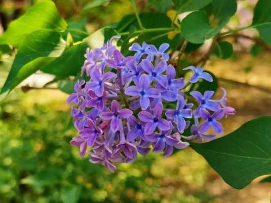 丁香花的寓意和象征-丁香花什么季节开花