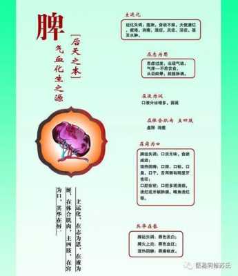 脾有什么作用与功能