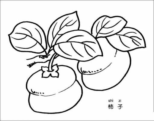 柿子长什么样,柿子长什么样子简笔画 