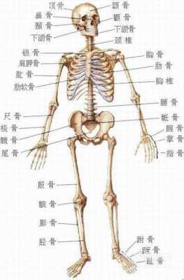 琵琶骨是什么_琵琶骨是指哪里的骨头