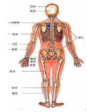 琵琶骨是什么_琵琶骨是指哪里的骨头