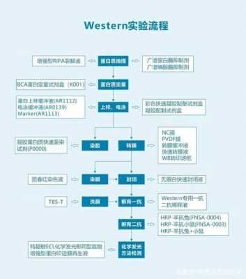 wb是什么实验-wb是什么