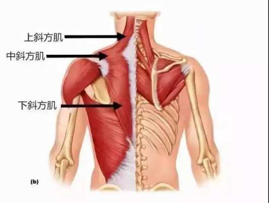 后背肌肉疼痛挂什么科看病-后背肌肉疼痛挂什么科