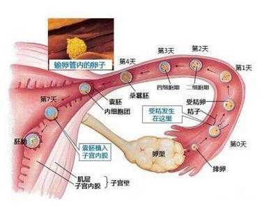 受精有啥症状