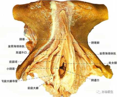 前庭的位置图片 阴道前庭是什么