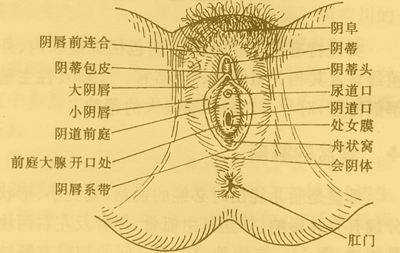 前庭的位置图片 阴道前庭是什么