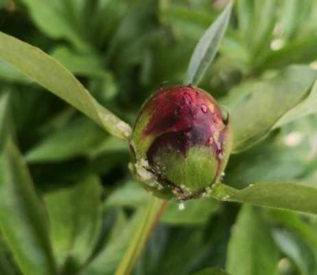  芍药为什么不开花「芍药为什么不开花只长叶怎么办」