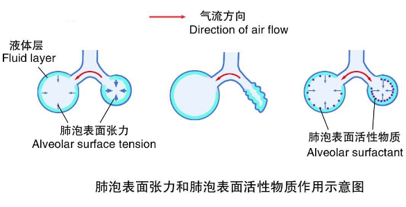 肺泡表面活性物质是什么-活性物质是什么