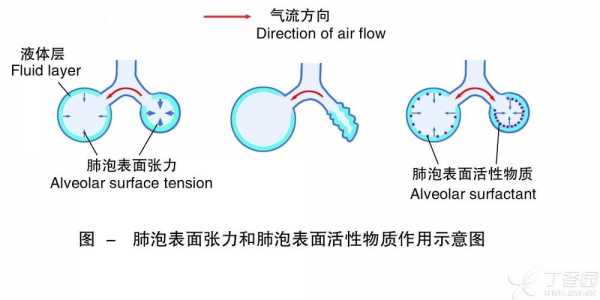 肺泡表面活性物质是什么-活性物质是什么