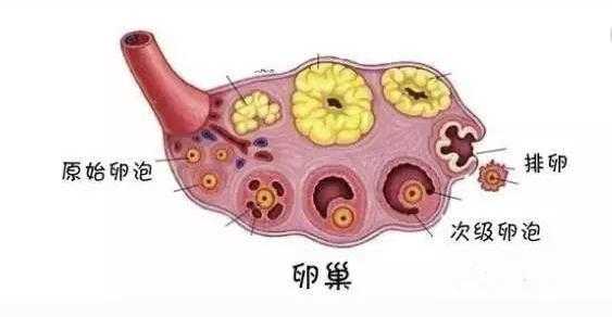 卵泡不破是什么原因（成熟卵泡不破是什么原因）