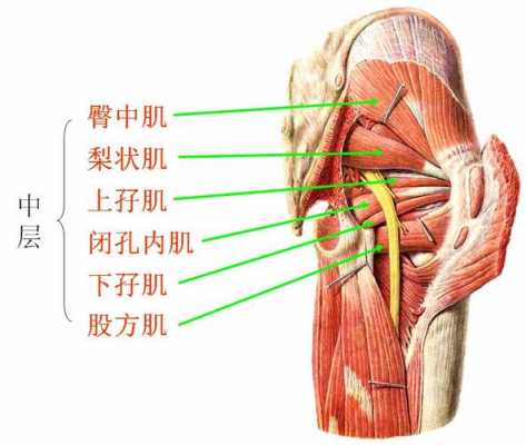 梨状肌综合征看什么科,梨状肌综合症挂什么科检查 