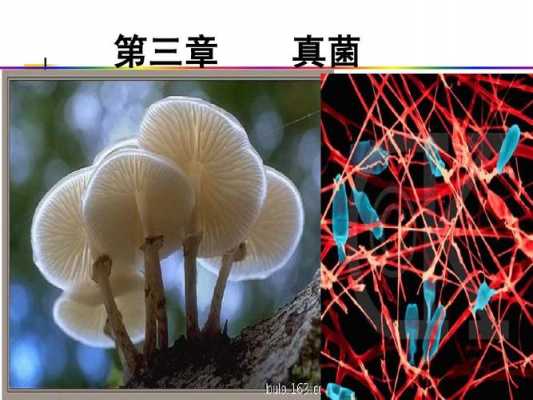 真菌属于什么生物 真菌属于什么生物