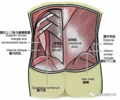 腰下面是什么部位