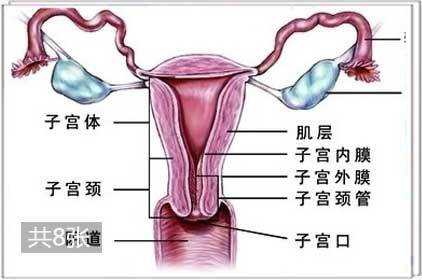 女人的阴道是什么样子的的简单介绍