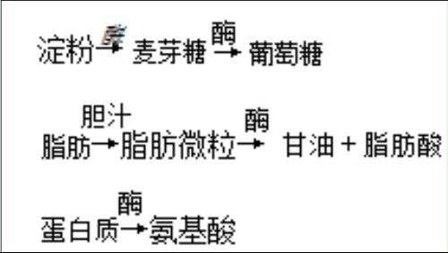  蛋白质消化成什么「蛋白质消化成什么被吸收」