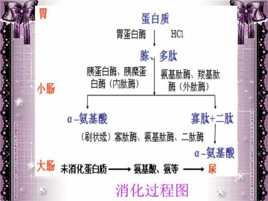  蛋白质消化成什么「蛋白质消化成什么被吸收」