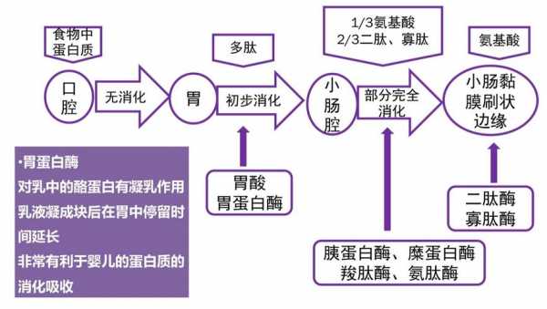  蛋白质消化成什么「蛋白质消化成什么被吸收」