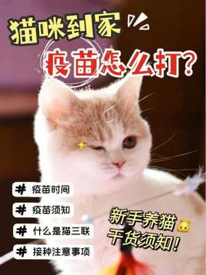 小猫不打疫苗可以养吗-小猫疫苗什么时候开始打