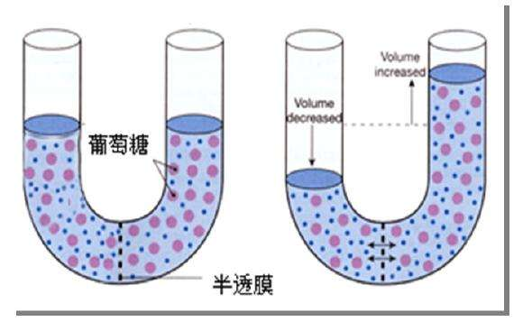 渗透压与什么有关高中生物