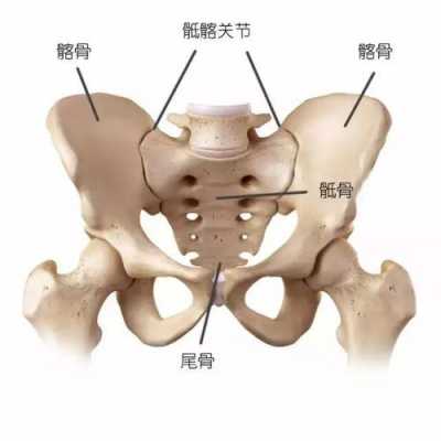  髋关节属于什么关节「髋关节属于 」