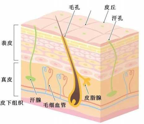 皮肤有什么组成