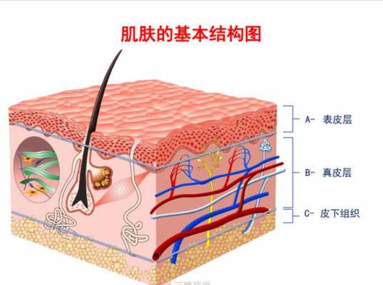 皮肤有什么组成