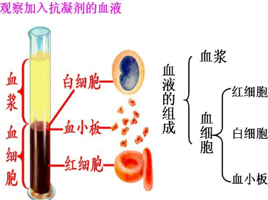 血液为什么会凝固_血液为什么会凝固在血管上