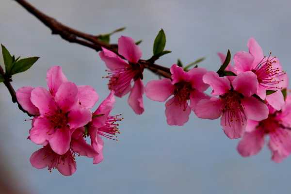 花是什么颜色_桃花是什么颜色