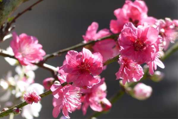 花是什么颜色_桃花是什么颜色