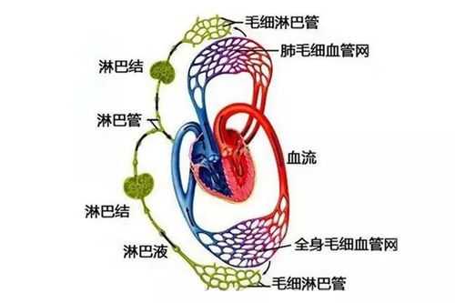 淋巴是什么科_淋巴属于哪科