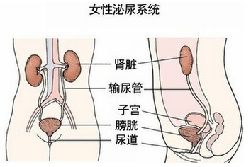 女性尿道口瘙痒什么原因,女性尿道口痒痒的是怎么回事 