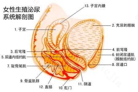 女性尿道口瘙痒什么原因,女性尿道口痒痒的是怎么回事 