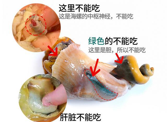 海螺什么地方不能吃图解视频-海螺什么地方不能吃