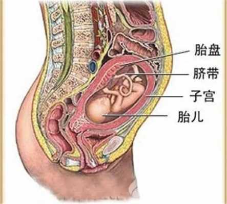 2级胎盘是什么意思图片