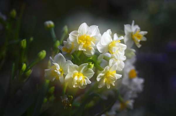  水仙花像什么「水仙花像什么的拟人句」