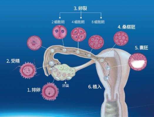 精卵刚刚结合的信号-形成受精卵有什么症状