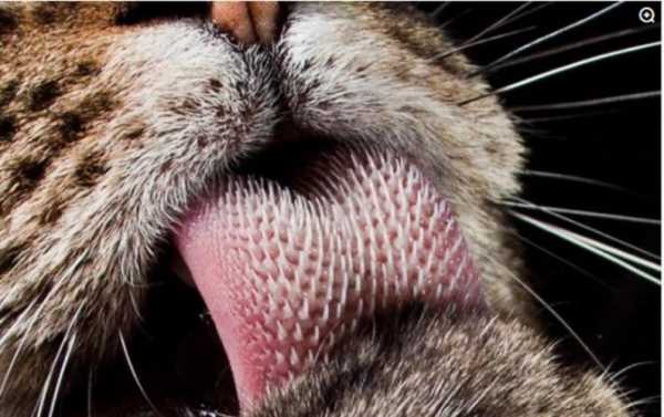 舌头的作用是什么,老虎的舌头的作用是什么 