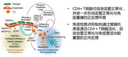 bcrp高是病毒还是细菌 bcrp高是什么意思