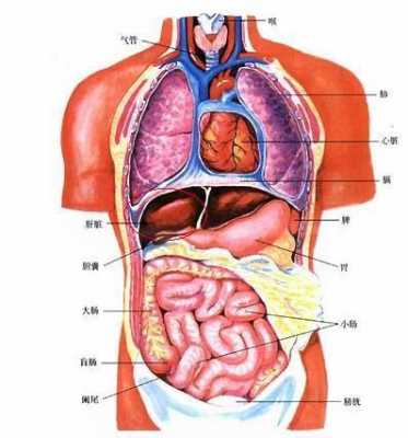右下腹是什么器官图片 右下腹是什么