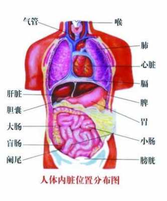 右下腹是什么器官图片 右下腹是什么