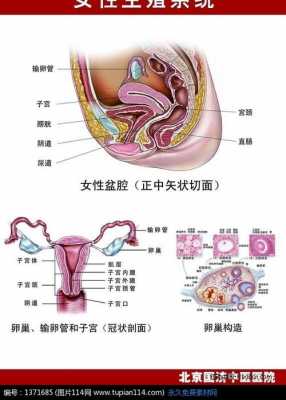 右下腹是什么器官图片 右下腹是什么