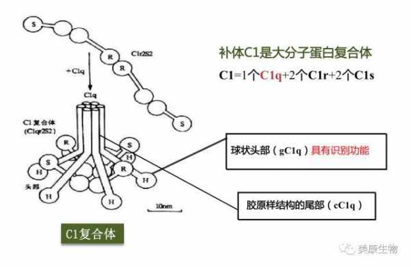 补体c1q偏高说明什么_补体c3偏高说明什么